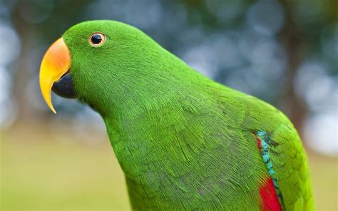 green parrot images